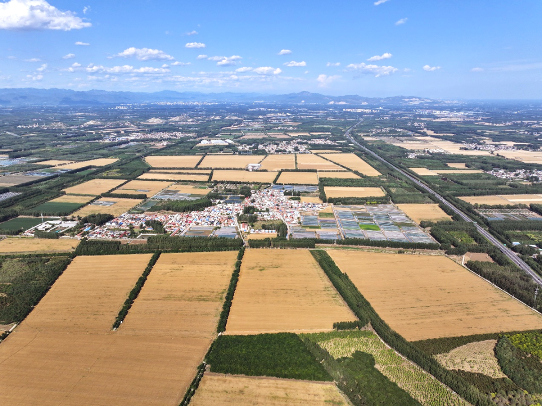 麦田6.png